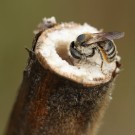 Osmia tridentata baut in einem Verbascum phlomoides Stängel. Das darin bereits befindliche Ceratina cyanea Nest wurde dabei zerstört.
Hochgeladen am 21.07.2014 von Martin