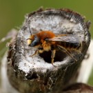 Männchen der Dreizahn-Mauerbiene (Osmia tridentata). Die drei namensgebenden "Zähne" am Hinterleib sind gut zu erkennen.
Hochgeladen am 21.06.2015 von Martin