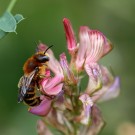 
Osmia tridentata M Dornen
Hochgeladen am 21.06.2015 von Martin