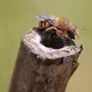 Dreizahn-Mauerbiene (Osmia tridentata).
Hochgeladen am 20.06.2014 von Martin