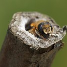 Dreizahn-Mauerbiene (Osmia tridentata) oben im Nest einer Artgenossin, in dem es vermutlich übernachtete.
Hochgeladen am 20.06.2014 von Martin