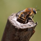 Die Dreizahn-Mauerbiene (Osmia tridentata) wird neuerdings der Gattung Hoplitis zugeordnet => Hoplitis tridentata.
Hochgeladen am 20.06.2014 von Martin