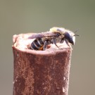 Dreizahn-Mauerbiene (Osmia tridentata) Weibchen.
Hochgeladen am 27.03.2014 von Martin