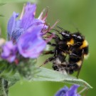 Gartenhummel (Bombus hortorum) Drohn paart sich mit einer Arbeiterin oder winzigen Königin. 1/3
Hochgeladen am 11.10.2015 von Martin