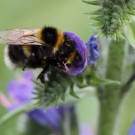 Gartenhummel (Bombus hortorum) Drohn paart sich mit einer Arbeiterin oder winzigen Königin. 2/3
Hochgeladen am 11.10.2015 von Martin