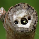 Grabwespe (Pemphredon sp) und Lehmwespe (Gymnomerus laevipes, Männchen) halten sich im vorjährigen Nest auf. Mai 2015.
Hochgeladen am 24.05.2015 von Martin