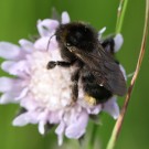 
Psithyrus Weibchen 2
Hochgeladen am 01.06.2014 von Martin