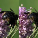 
Psithyrus Weibchen Hinterleib
Hochgeladen am 31.05.2014 von Martin