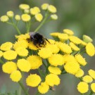 Steinhummmel (Bombus lapidarius) auf Rainfarn.
Hochgeladen am 23.04.2014 von Martin