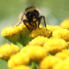 Steinhummel (Bombus lapidarius) Drohn auf Rainfarn.
Hochgeladen am 23.04.2014 von Martin