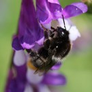 Samthummel (Bombus confusus). Arbeiterin vom 31. Mai 2014.
Hochgeladen am 01.06.2014 von Martin