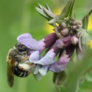 Sandbiene (Andrena sp.) besucht die Zaun-Wicke (Vicia sepium).
Hochgeladen am 16.05.2014 von Martin