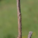 Löcher an von Gymnomerus laevipes besiedeltem Königskerzen-Stängel.
Hochgeladen am 25.04.2014 von Martin