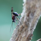 Eine Schlupfwespe am Nest von Gymnomerus laevipes.
Hochgeladen am 25.04.2014 von Martin