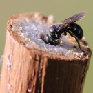 Schwarzspornige Mauerbiene, Osmia (Hoplitis) leucomelana.
Hochgeladen am 09.06.2014 von Martin