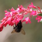 Wiesenhummel (Dunkle Variante)
Hochgeladen am 16.04.2016 von Martin