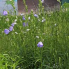 
Glockenblume
Hochgeladen am 31.03.2017 von Matze