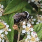 
IMG_1191,1
Hochgeladen am 09.06.2016 von Matze