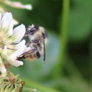 
Waldhummel2
Hochgeladen am 20.06.2016 von Matze