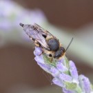 Coelioxys sp 2
Hochgeladen am 10.06.2016 von Nahid