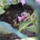 Anthophora plumipes an Pulmonaria
Hochgeladen am 25.04.2015 von Nahid