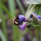 Anthophora plumipes an Pulmonaria
Hochgeladen am 25.04.2015 von Nahid