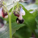 Anthophora plumipes an Beinwell
Hochgeladen am 25.04.2015 von Nahid