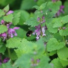 Anthophora plumipes an Lamium maculatum
Hochgeladen am 25.04.2015 von Nahid