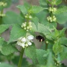 Anthophora plumipes an Lamium album
Hochgeladen am 25.04.2015 von Nahid