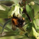 Baumhummel auf Lonicera Kamtschatica
Hochgeladen am 20.03.2014 von Nahid