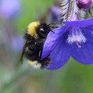 Flugunfähiger B. norvegicus-Drohn -DWV?
Hochgeladen am 23.06.2016 von Nahid