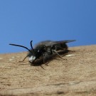 Osmia caerulescens Weibchen? 1
Hochgeladen am 20.03.2014 von Nahid