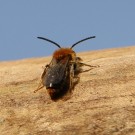 Osmia caerulescens Männchen ? 1
Hochgeladen am 20.03.2014 von Nahid