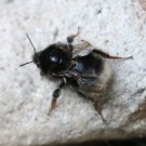 Baumhummel-Jungkönigin mit DWV-Symptomen 14.6.16
Hochgeladen am 15.06.2016 von Nahid