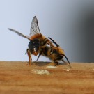 Osmia caerulescens Männchen? 3
Hochgeladen am 20.03.2014 von Nahid