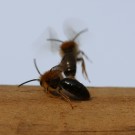 Osmia caerulescens Männchen? 4
Hochgeladen am 20.03.2014 von Nahid