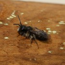 Osmia caerulescens Weibchen? 3
Hochgeladen am 20.03.2014 von Nahid