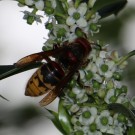 Hornissenkönigin am Ilex
Hochgeladen am 09.05.2015 von Nahid