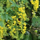 Steinhummelqueen am Goldregen
Hochgeladen am 17.05.2015 von Nahid