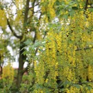 Goldregen - jede Menge hoch eiweißreicher Pollen!
Hochgeladen am 17.05.2015 von Nahid