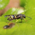 Ancistrocerus nigricornis 1
Hochgeladen am 29.03.2014 von Nahid