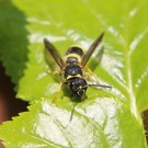 Ancistrocerus nigricornis 3
Hochgeladen am 29.03.2014 von Nahid