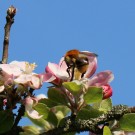 Ackerhummel an Apfelblüte
Hochgeladen am 21.04.2014 von Nahid