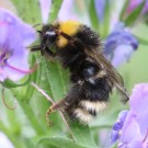 Flugunfähiger B. norvegicus Drohn vom 17.6.16
Hochgeladen am 23.06.2016 von Nahid