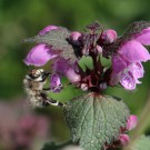Anthophora plumipes an Lamium maculatum
Hochgeladen am 21.04.2014 von Nahid