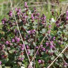 Lamium maculatum - Horst
Hochgeladen am 21.04.2014 von Nahid