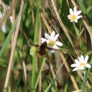 Bombylius major
Hochgeladen am 21.04.2014 von Nahid