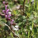 Ackerhummel am Lamium maculatum
Hochgeladen am 21.04.2014 von Nahid