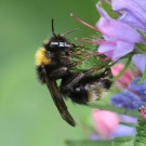 Flugunfähige B. norvegicus Königin 2 vom 17.6.16
Hochgeladen am 23.06.2016 von Nahid