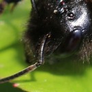 Bombus norvegicus - Scapus
Hochgeladen am 24.04.2014 von Nahid